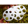 Grape/vegetable measuring tool 10 to 32mm