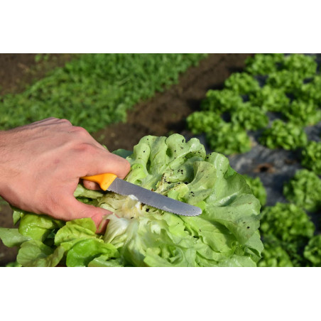 Salad harvest knife 11cm