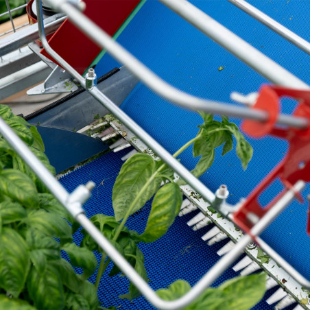 Feststehende Erntemaschine für Babyleaf-Salat und Microgreens