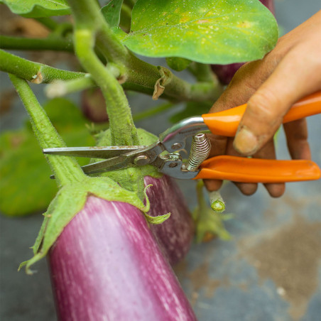 Schere für den Gemüsebau ST06 – Lange, gerade Scherenblätter aus Edelstahl